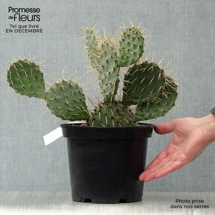 Example of Opuntia phaeacantha Mojavensis - Feigenkaktus Topf mit 4L/5L as you get in hiver