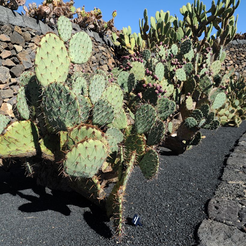 Opuntia phaeacantha Mojavensis - Feigenkaktus (Plant habit)