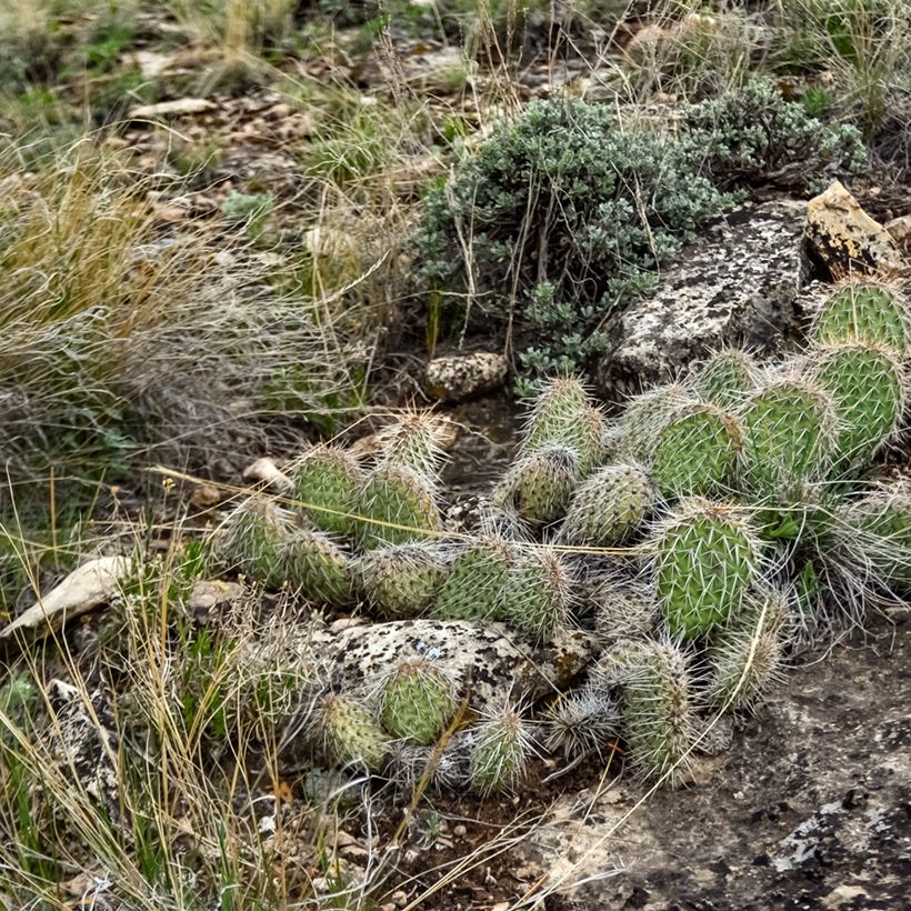 Opuntia polyacantha - Feigenkaktus (Wuchs)