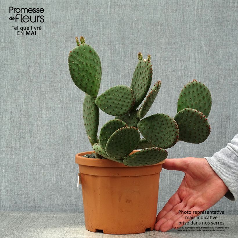 Example of Opuntia rufida - Feigenkaktus Topf mit 3L/4L as you get in printemps