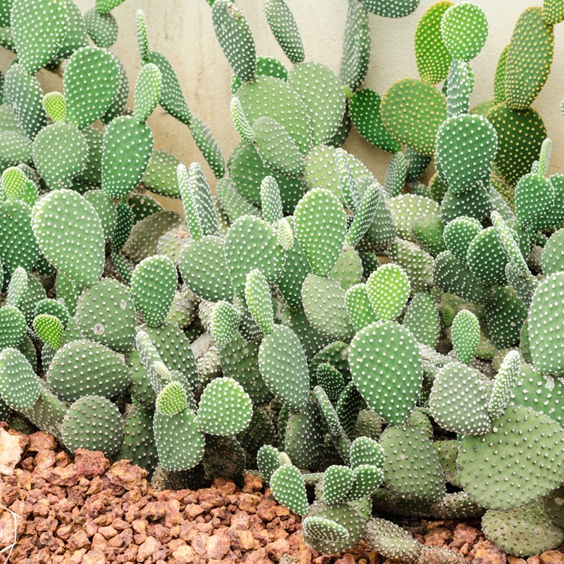 Opuntia rufida - Feigenkaktus (Plant habit)