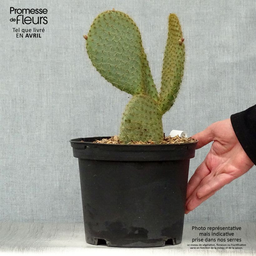 Example of Opuntia scheeri - Feigenkaktus Topf mit 4L/5L as you get in printemps