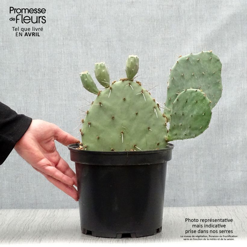 Exemplar von Opuntia semispinosa - Feigenkaktus Topf mit 4L/5L wie im Frühjahr geliefert