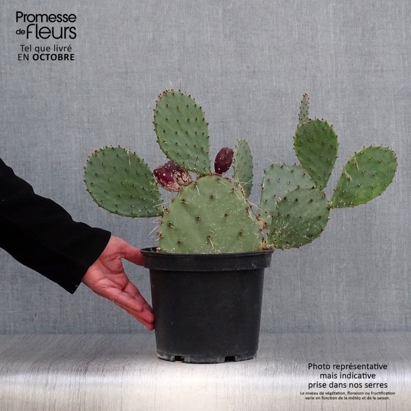 Exemplar von Opuntia semispinosa - Feigenkaktus Topf mit 4L/5L wie im Herbst geliefert