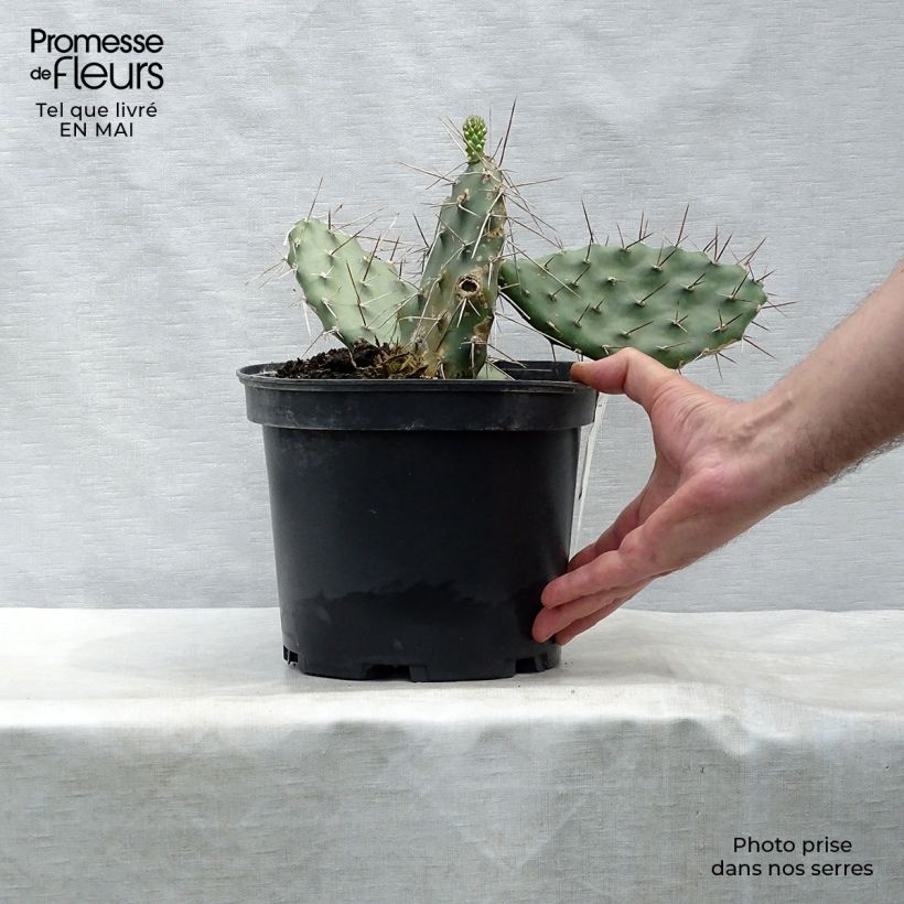 Exemplar von Opuntia sulfurea - Feigenkaktus Topf mit 3L/4L wie im Frühjahr geliefert