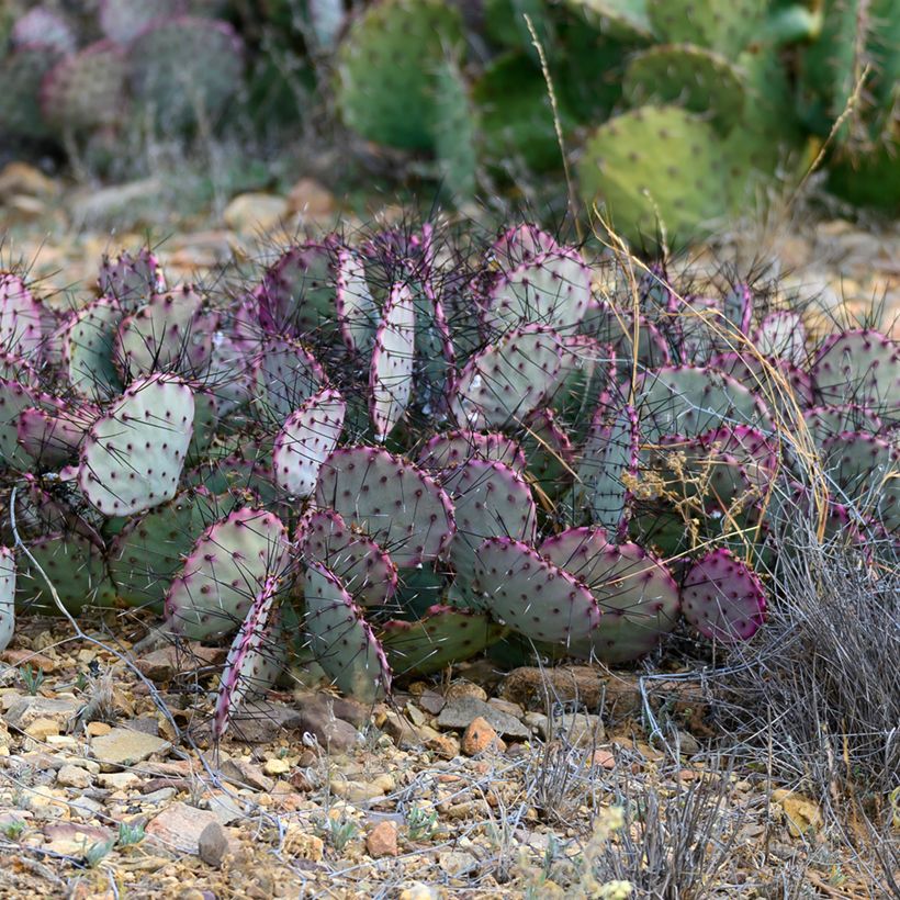 Opuntia santa-rita - Feigenkaktus (Plant habit)