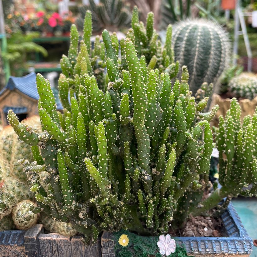 Opuntia monacantha (Wuchs)