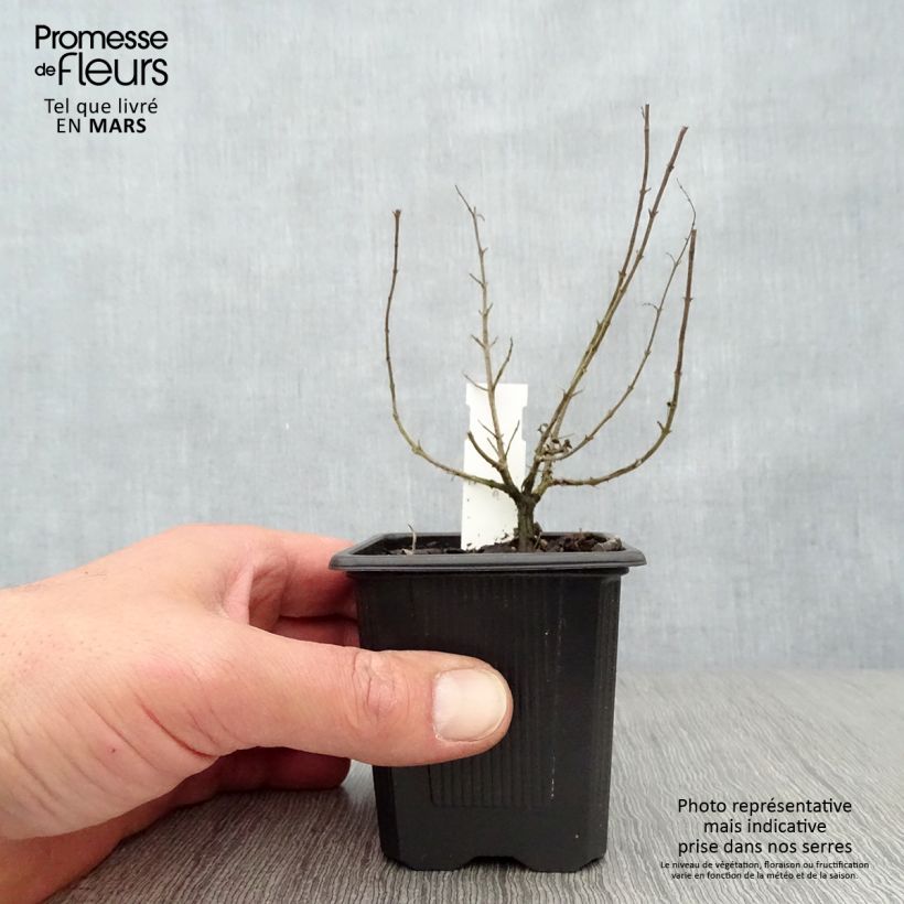 Example of Gewöhnlicher Dost Hot and Spicy - Origanum vulgare Kleine Töpfe von 8/9 cm as you get in printemps