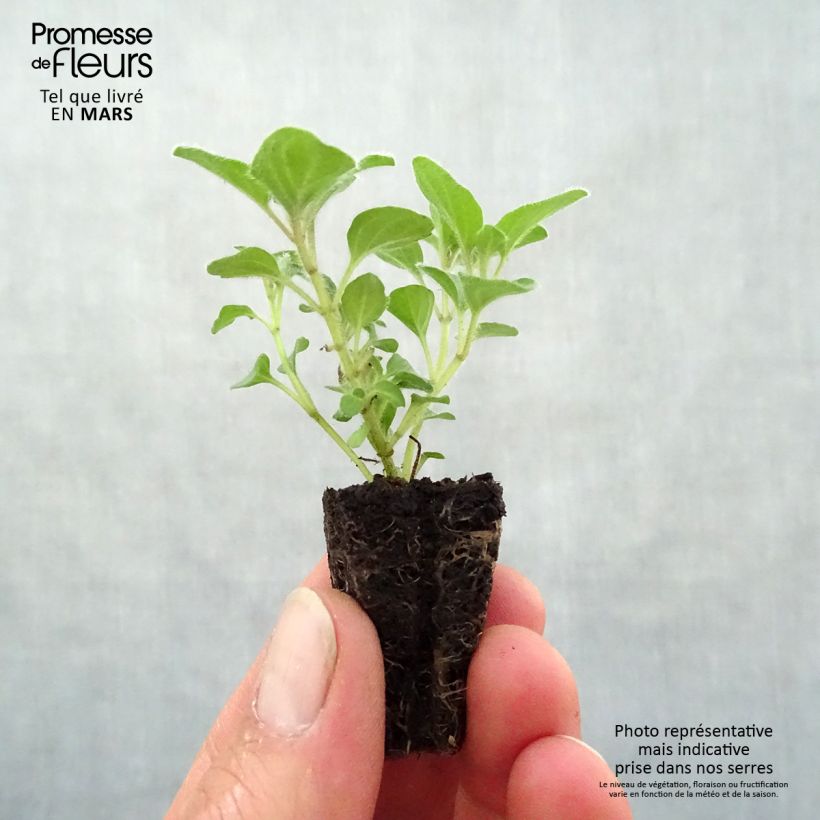 Example of Gewöhnlicher Dost Hot and Spicy - Origanum vulgare Mini-Plug Ø 3/4 cm as you get in printemps