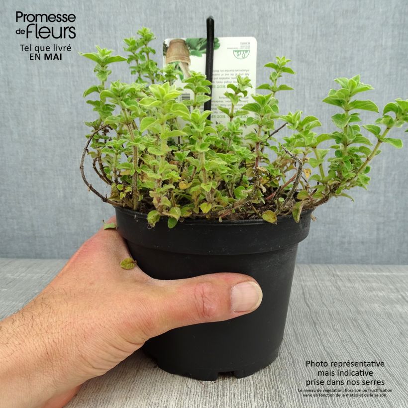 Example of Gewöhnlicher Dost Hot and Spicy - Origanum vulgare Topf mit 1,5L/2L as you get in printemps