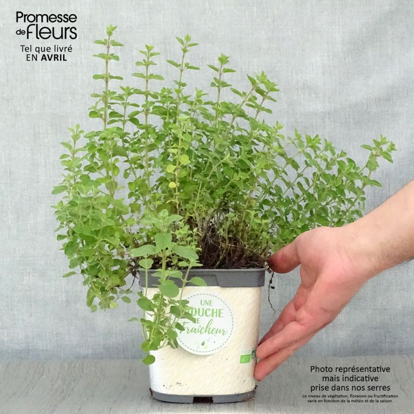 Example of Gewöhnlicher Dost Bio - Origanum vulgare Topf mit 1L/1,5L as you get in printemps
