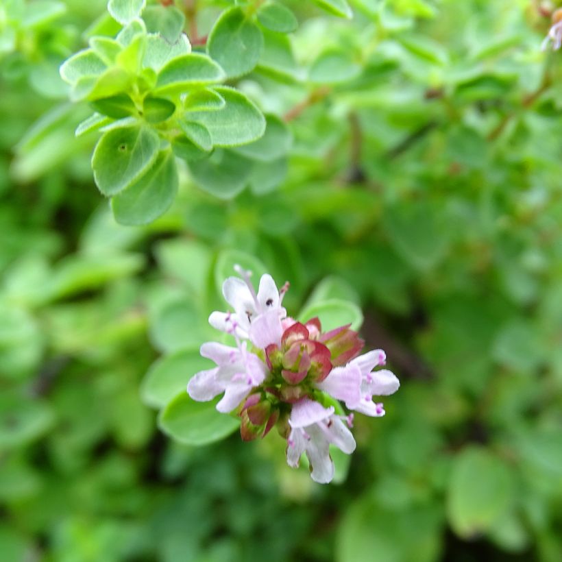 Gewöhnlicher Dost Compactum - Origanum vulgare (Flowering)