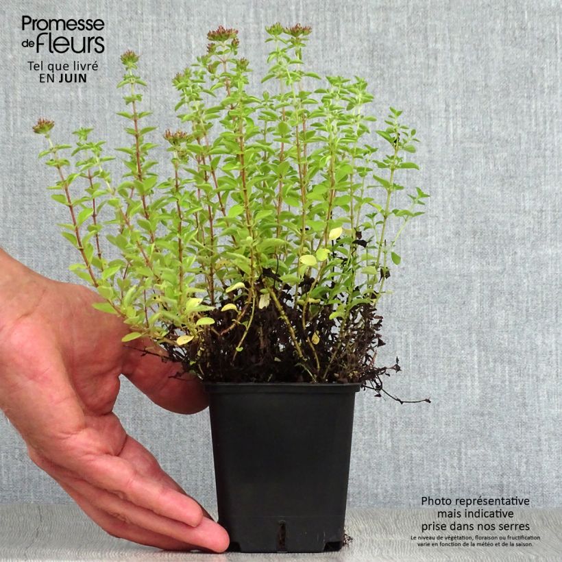 Exemplar von Gewöhnlicher Dost Compactum - Origanum vulgare Kleine Töpfe von 8/9 cm wie im Sommer geliefert