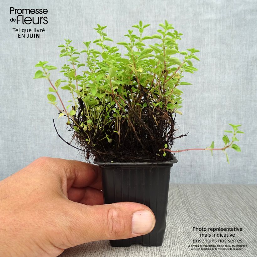 Exemplar von Gewöhnlicher Dost Bio - Origanum vulgare Kleine Töpfe von 8/9 cm wie im Sommer geliefert