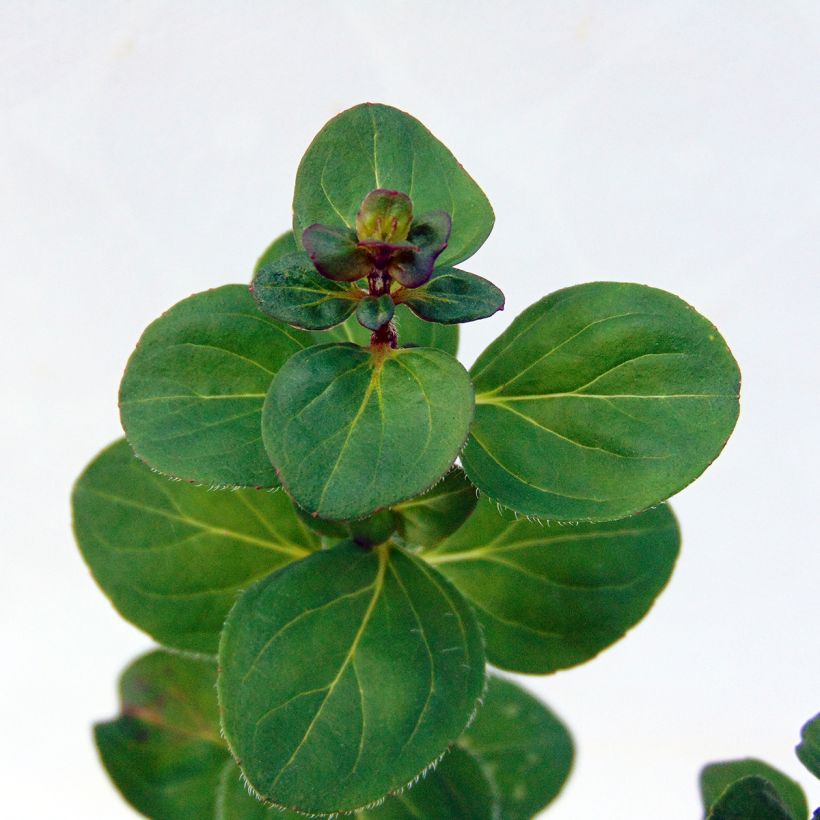 Hybrid-Dost Rosenkuppel - Origanum (Foliage)