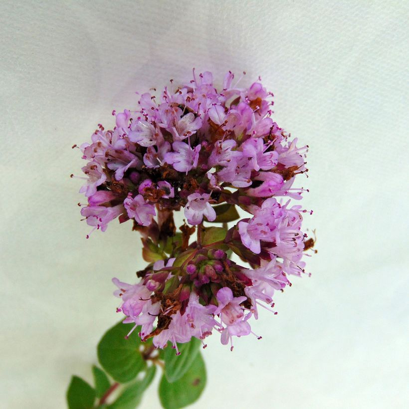 Hybrid-Dost Rosenkuppel - Origanum (Flowering)
