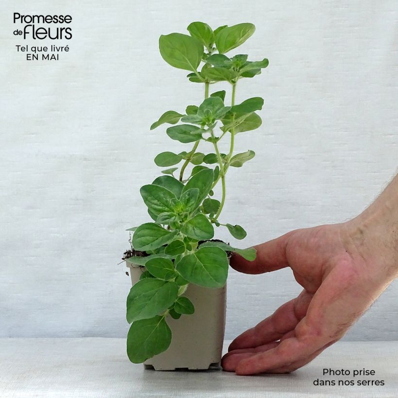 Example of Hybrid-Dost Rosenkuppel - Origanum Kleine Töpfe von 8/9 cm as you get in printemps
