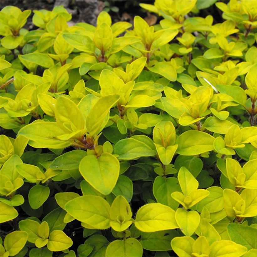 Gewöhnlicher Dost Norton Gold - Origanum (Foliage)