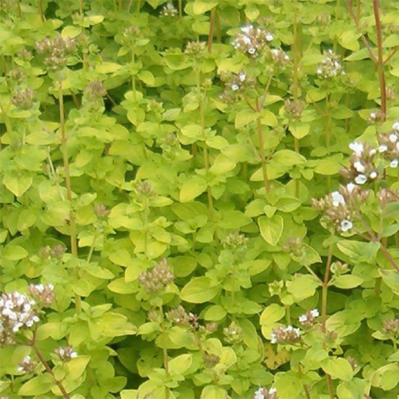 Gewöhnlicher Dost Aureum - Origanum vulgare (Foliage)