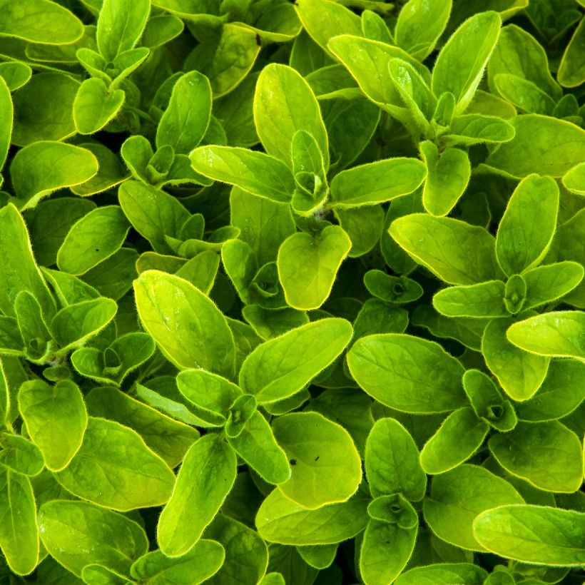 Gewöhnlicher Dost Thumbles Variety - Origanum vulgare (Foliage)