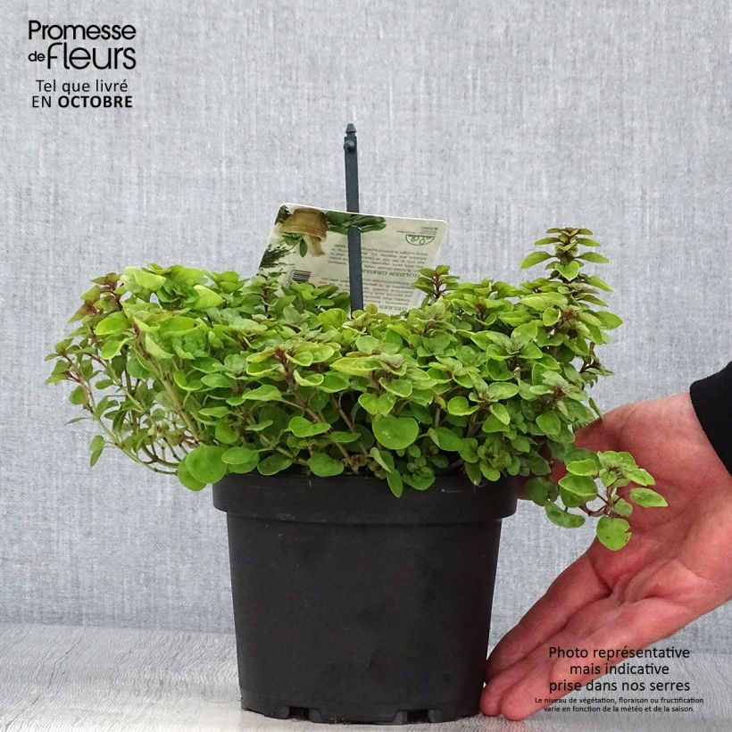 Exemplar von Origanum vulgare Thumbles Variety - Origan commun doré Pot de 1,5L/2L wie im Herbst geliefert