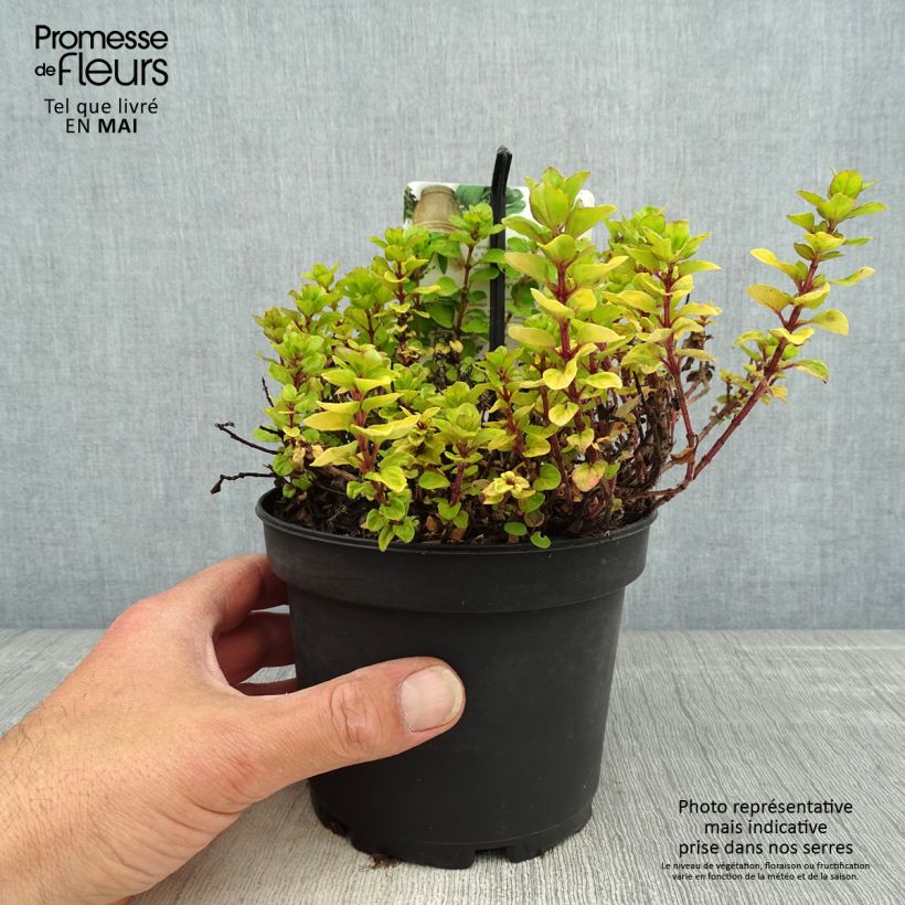 Example of Gewöhnlicher Dost Thumbles Variety - Origanum vulgare Topf mit 1,5L/2L as you get in printemps