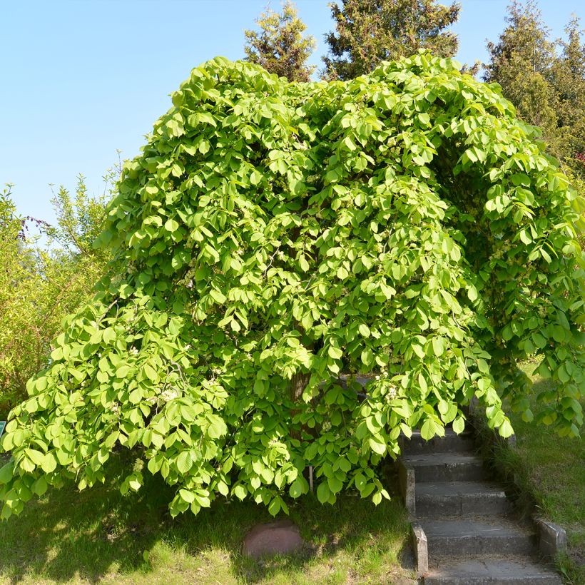 Berg-Ulme Pendula = horizontalis - Ulmus glabra (Wuchs)