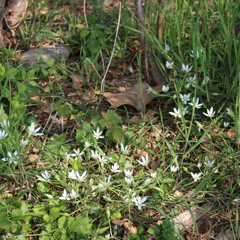Ornithogalum umbellatum - Zapfenkopf (Wuchs)
