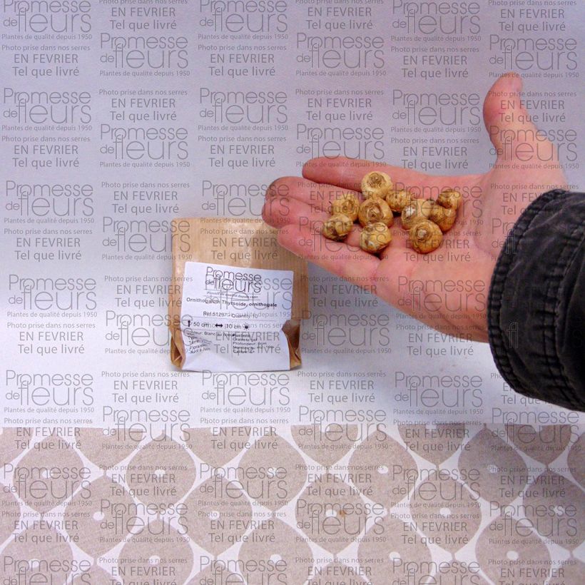 Beispiel eines Exemplars von Ornithogalum thyrsoides - Zapfenkopf Zwiebel Kaliber/Größe 5+ wie geliefert