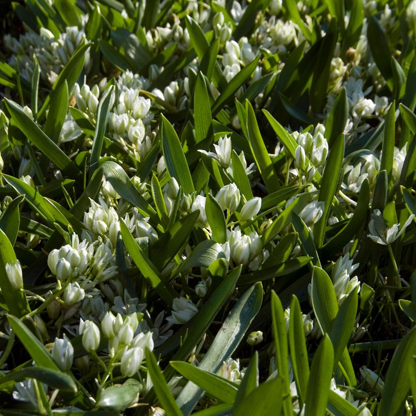 Ornithogalum balansae - Zapfenkopf (Wuchs)