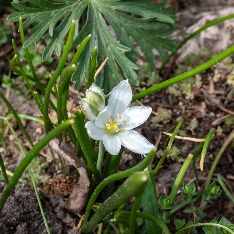 Ornithogalum oligophyllum White Trophy - Zapfenkopf (Blüte)