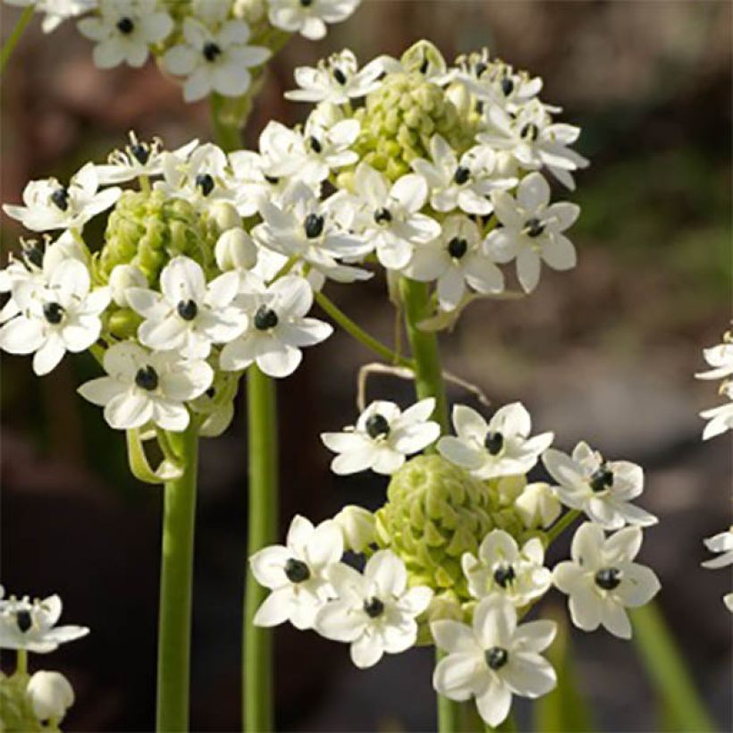 Ornithogalum saundersiae - Zapfenkopf (Flowering)