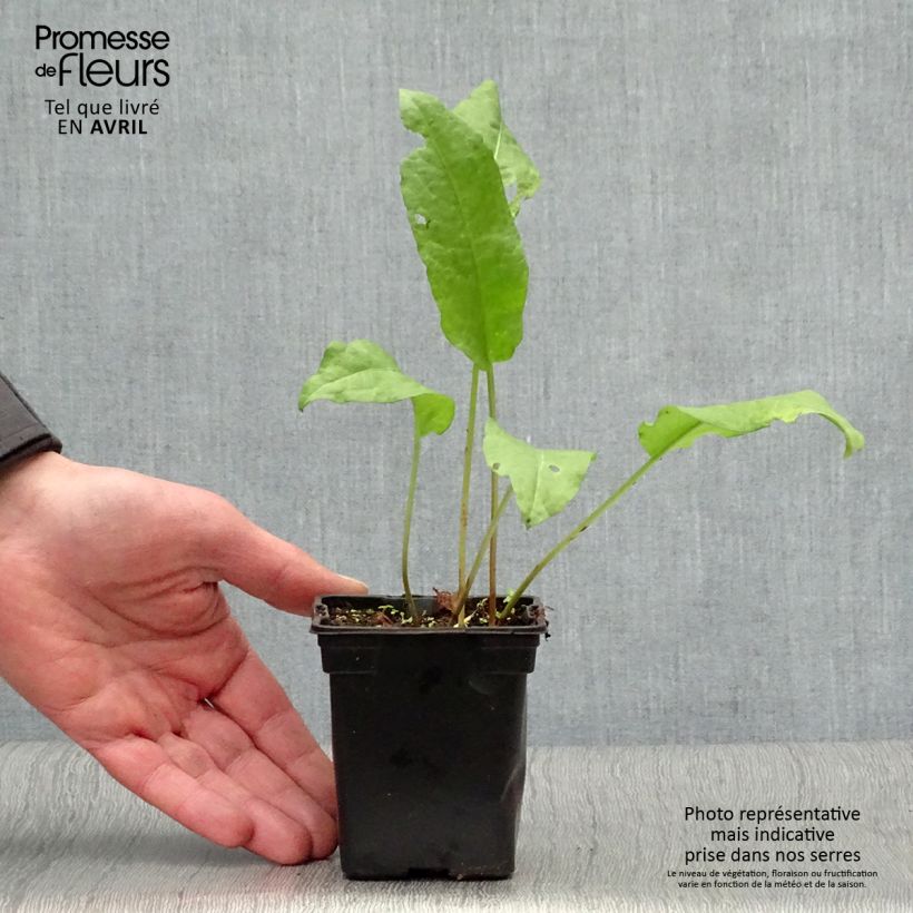 Example of Ampfer Bio - Rumex patientia Kleine Töpfe von 8/9 cm as you get in printemps