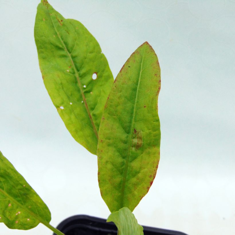 Ampfer Bio - Rumex patientia (Foliage)