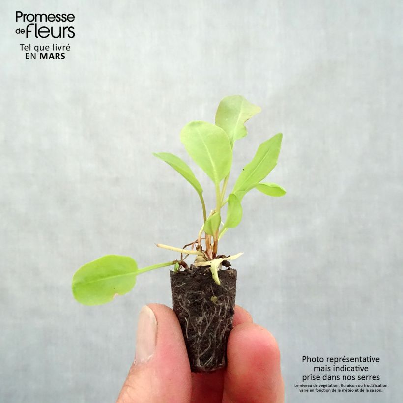 Exemplar von Ampfer Large de Belleville - Rumex arifolius Mini-Plug Ø 1,5/2,5 cm wie im Frühjahr geliefert