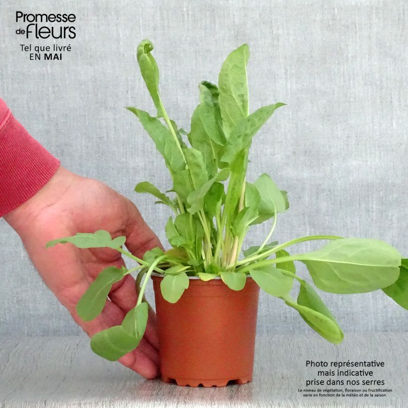 Exemplar von Ampfer Large de Belleville - Rumex arifolius Kleine Töpfe von 8/9 cm wie im Frühjahr geliefert