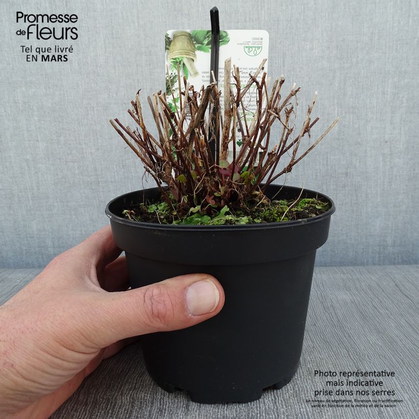 Exemplar von Ampfer (Pflanzen) - Rumex scutatus Topf mit 1,5L/2L wie im Winter geliefert