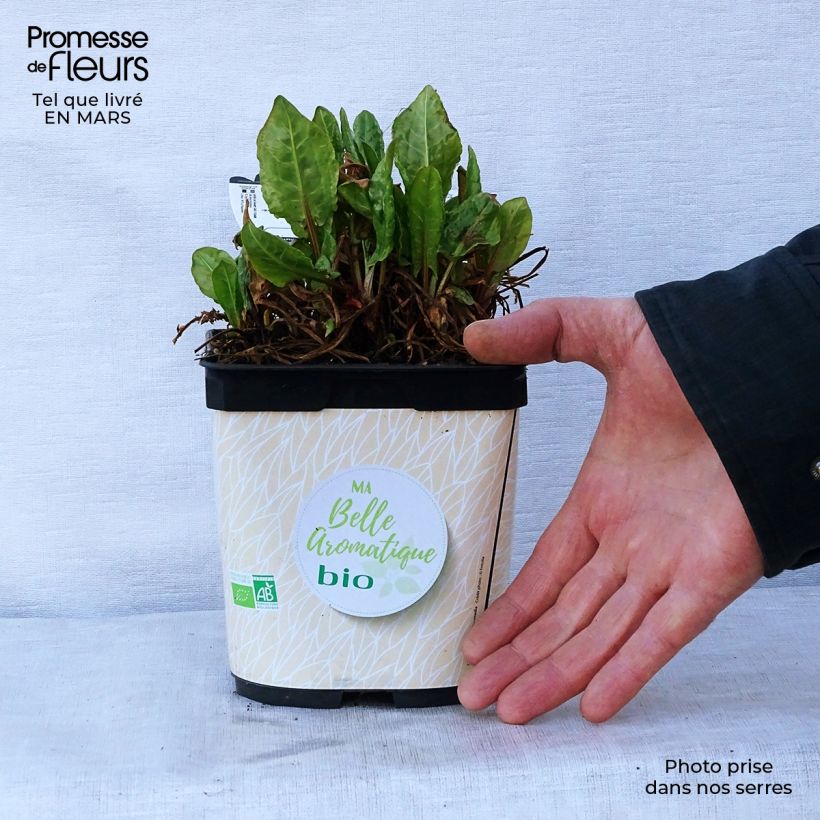 Example of Ampfer - Rumex scutatus Topf mit 1L/1,5L as you get in printemps