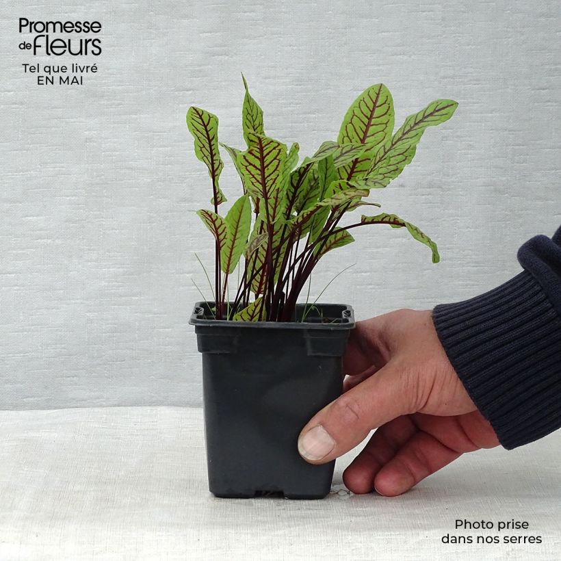 Exemplar von Ampfer - Rumex sanguineus Kleine Töpfe von 8/9 cm wie im Frühjahr geliefert