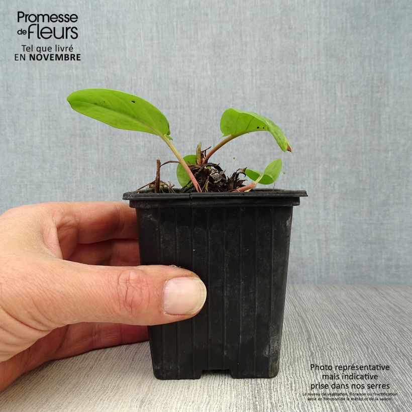 Exemplar von Ampfer - Rumex arifolius Kleine Töpfe von 8/9 cm wie im Herbst geliefert