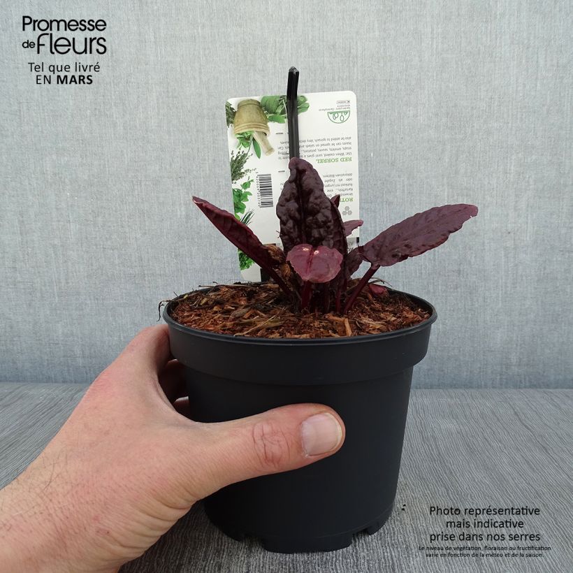 Exemplar von Oseille vierge rouge - Rumex arifolius Ruber Pot de 1,5L/2L wie im Winter geliefert