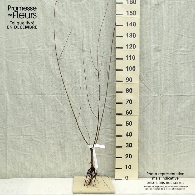 Exemplar von Purpur-Weide - Salix purpurea Wurzelnackt, Strauch wie im Winter geliefert