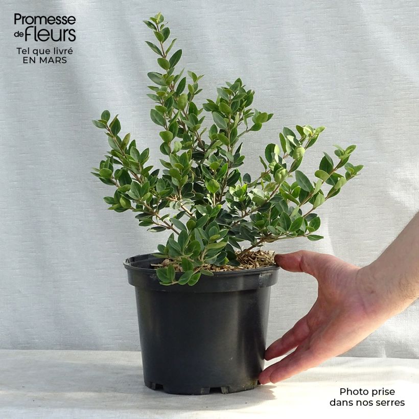 Exemplar von Delavays Duftblüte Heaven Scent - Osmanthus delavayi Topf mit 3L/4L wie im Winter geliefert