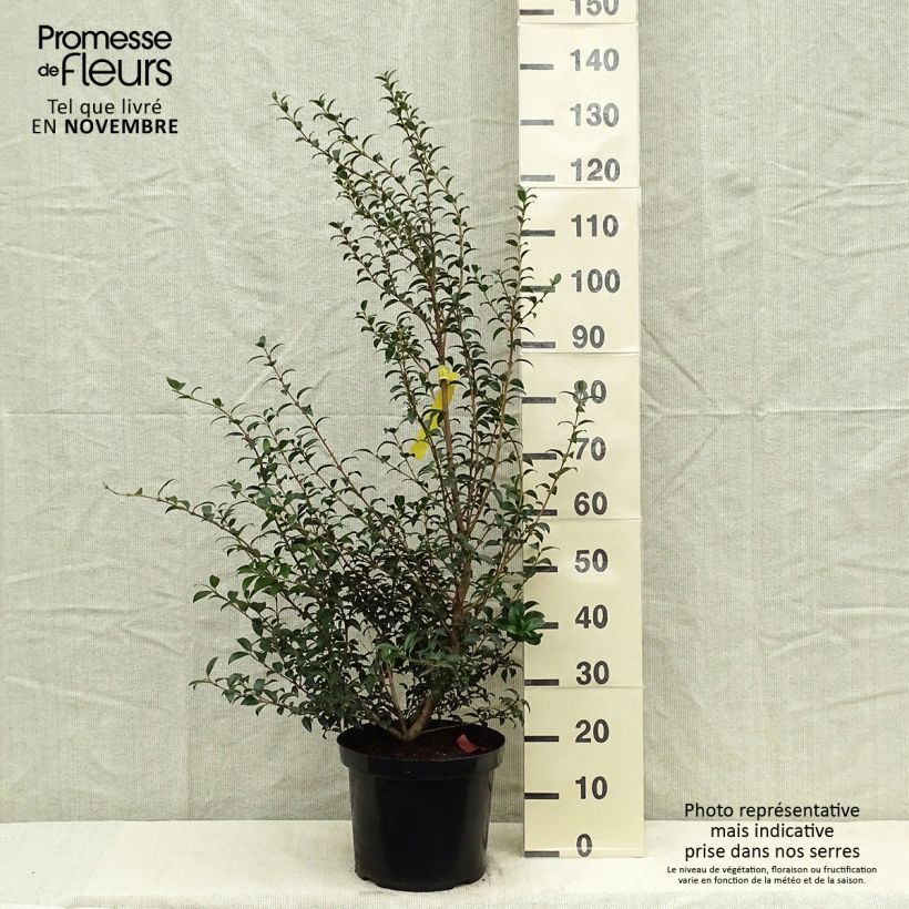 Exemplar von Frühlings-Duftblüte - Osmanthus burkwoodii Topf mit 4L/5L wie im Herbst geliefert