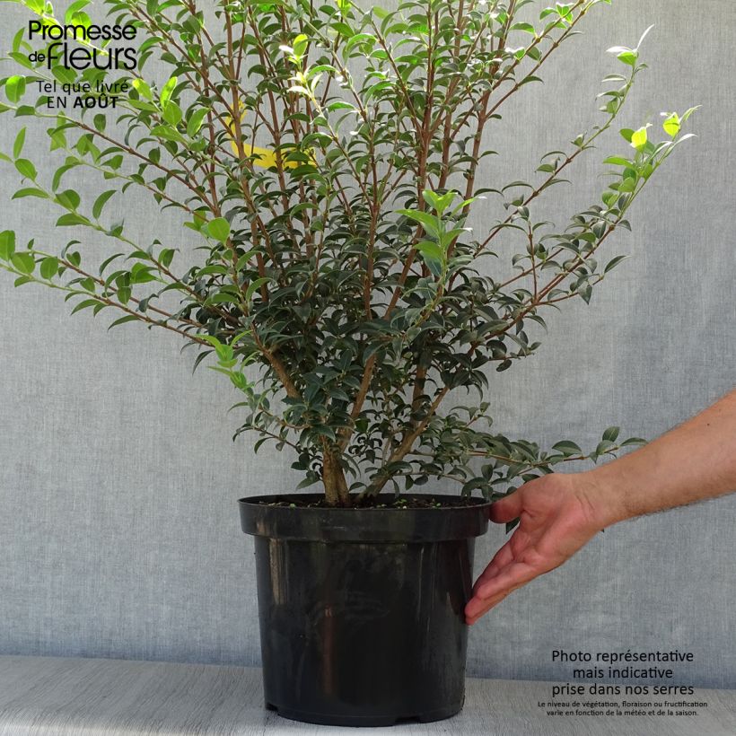 Exemplar von Frühlings-Duftblüte - Osmanthus burkwoodii Topf mit 4L/5L wie im Sommer geliefert