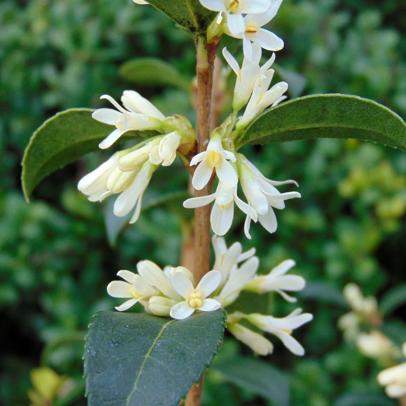 Frühlings-Duftblüte - Osmanthus burkwoodii (Flowering)