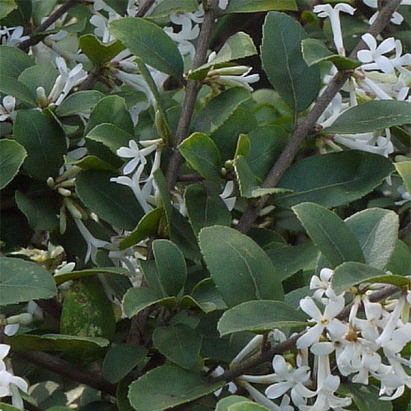 Delavays Duftblüte - Osmanthus delavayi (Foliage)