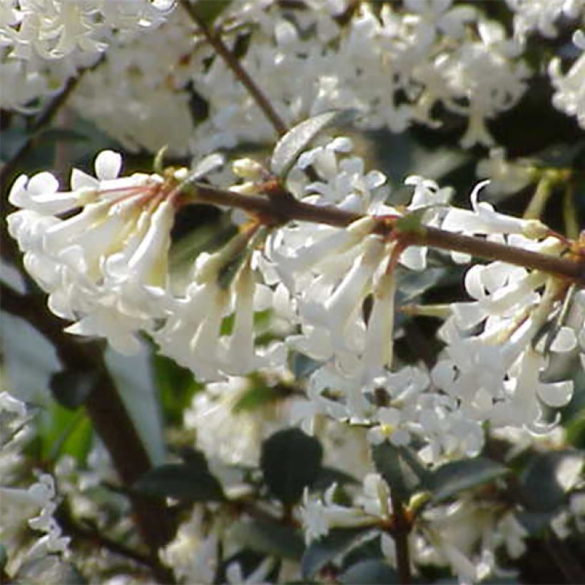 Delavays Duftblüte - Osmanthus delavayi (Flowering)