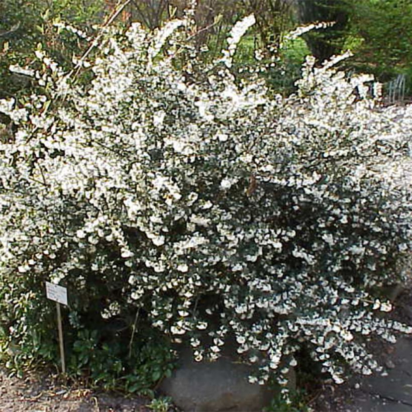 Delavays Duftblüte - Osmanthus delavayi (Plant habit)