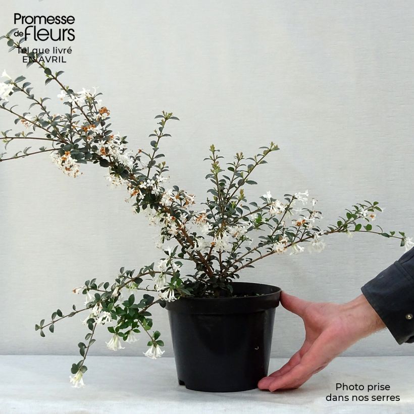 Example of Delavays Duftblüte - Osmanthus delavayi Topf mit 2L/3L as you get in printemps